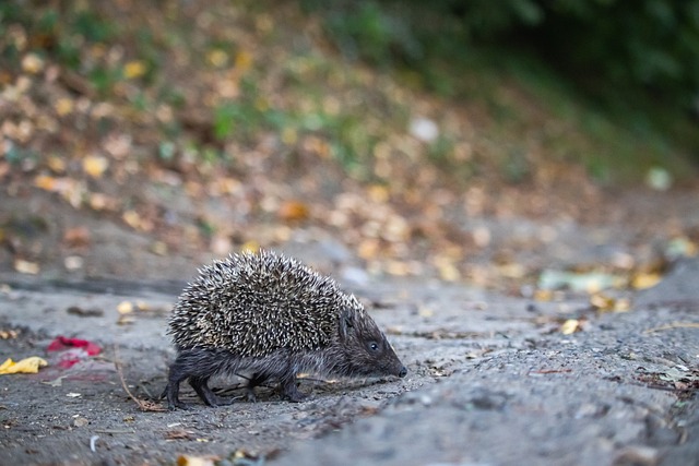 队内的绝对 队内的绝对
