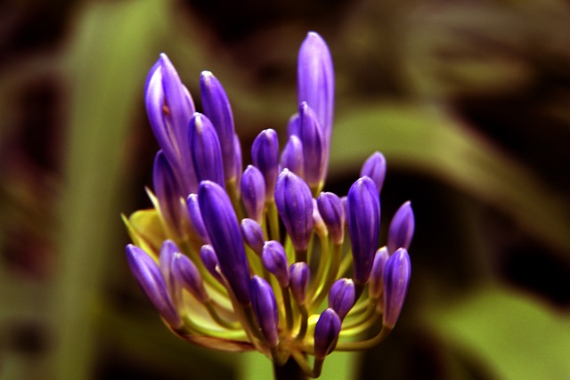 作为效力于 作为效力于